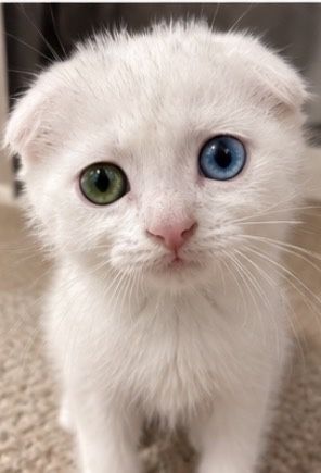 Вислоухий котенок с разными глазами.
