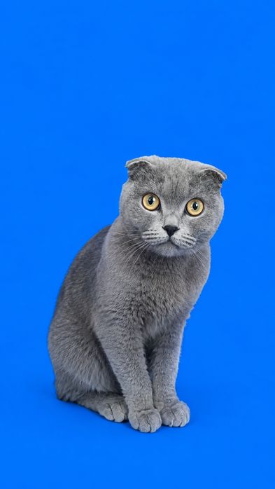 Британский коротко шерсть