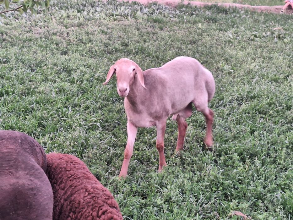 Ona bola  quy sotiladi