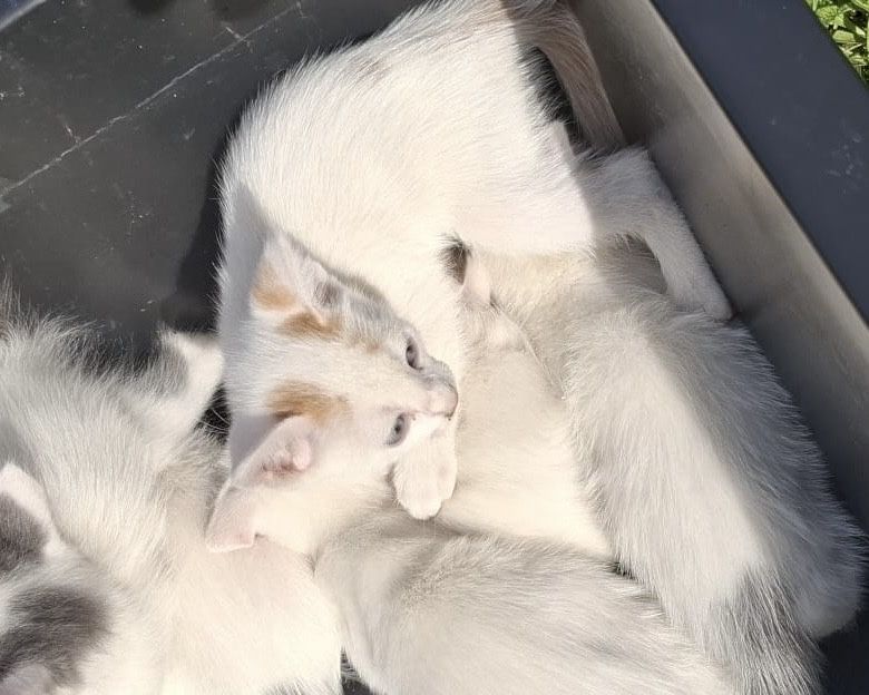 Adoptie - Puiuti de Pisica