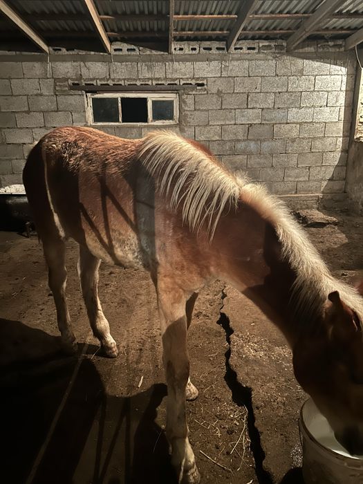 Байтал сатылады