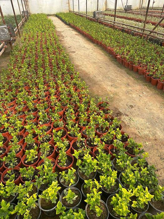 Euonymus Japonica Aurea 3 L.Брисклет аура, браво, гринспринс. Лисидум