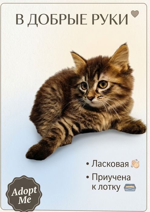 Отдам котят в добрые руки