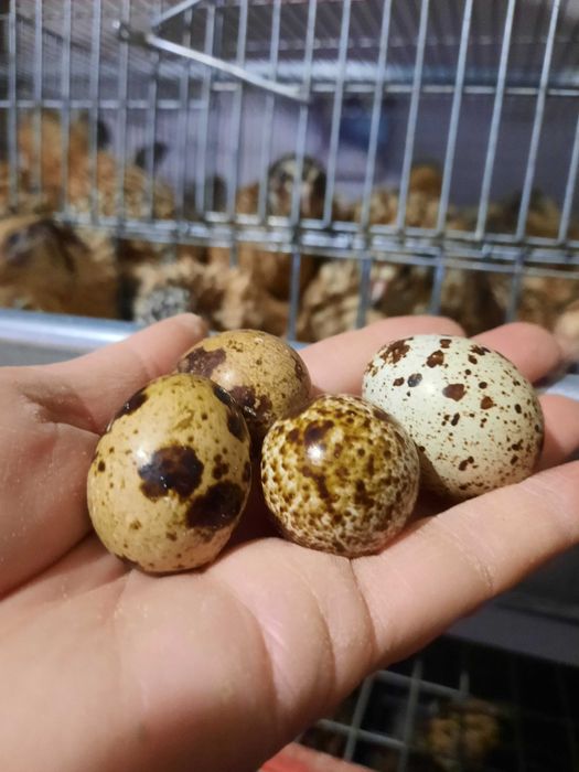 Oua de prepelita pentru consum