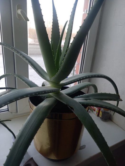 Продам цветы Алое