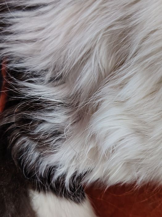 Белый пушистый шотландец мальчик