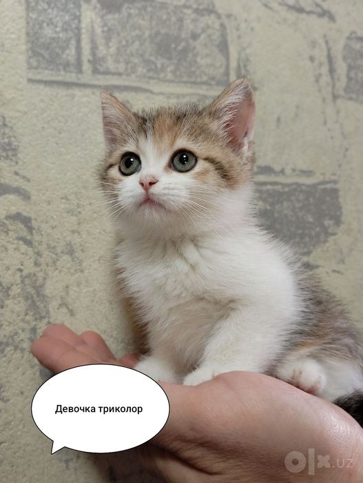 Продаются котята Страйт девочки.