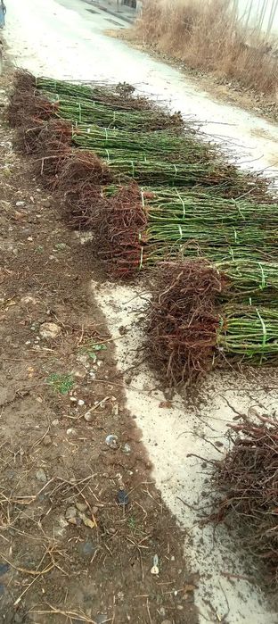 атиргул ва штаповийлар гулам бор