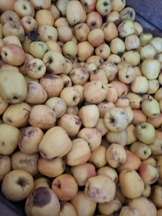 Mere de vanzare pentru gem,suc și rachiu calitate buna,preț avantajos