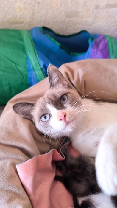 Кошка сноу-шу 1 год