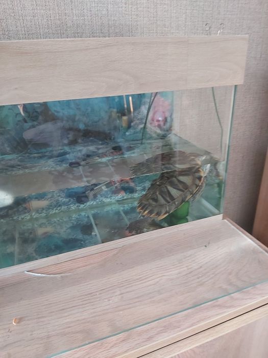 Красноухая черепаха