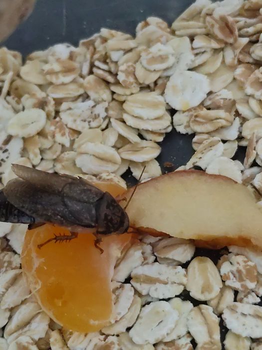 Мраморный таракан