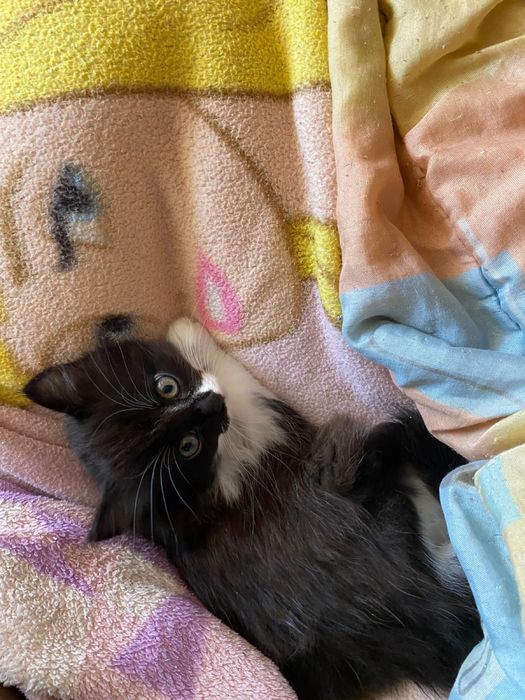 котята, отдам в хорошие руки