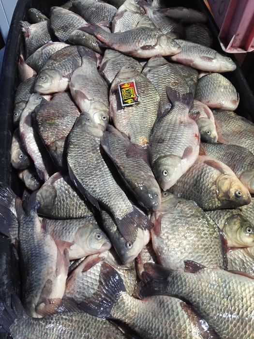 Продам Карась ОПТОМ!!!