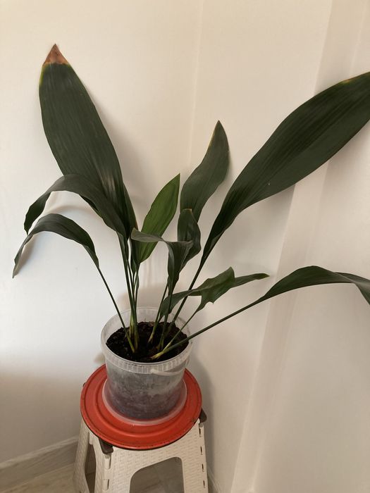 Цветы комнатные