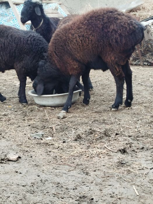 Qoʻchqor barralar sotiladi