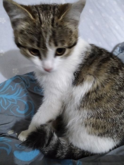 кошечка. 2 месяца