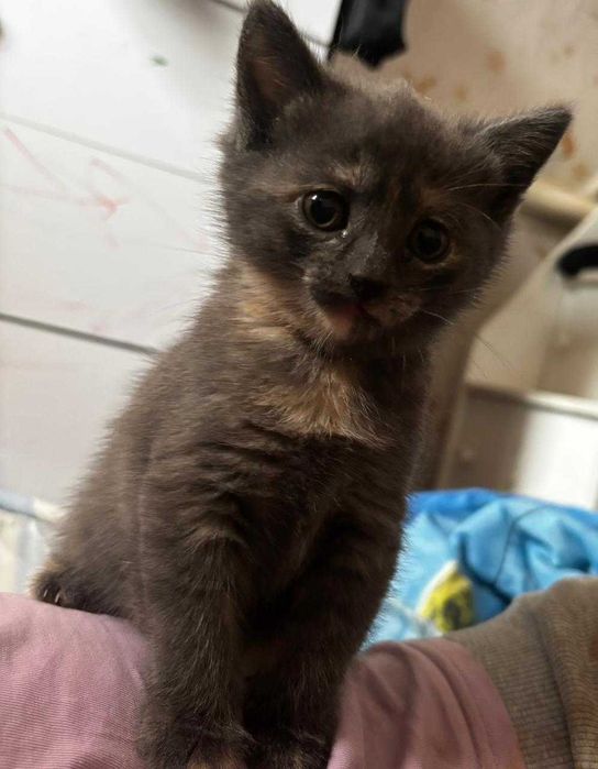 Отдам котят в добрые руки