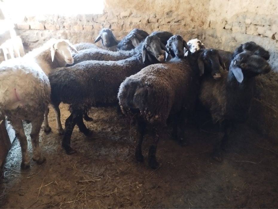 Кой, кошкар сатылады