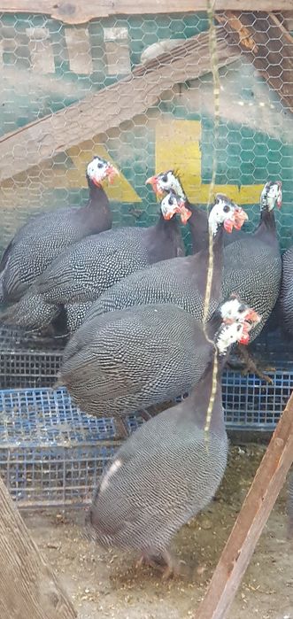 Pasari Bibilica de vanzare