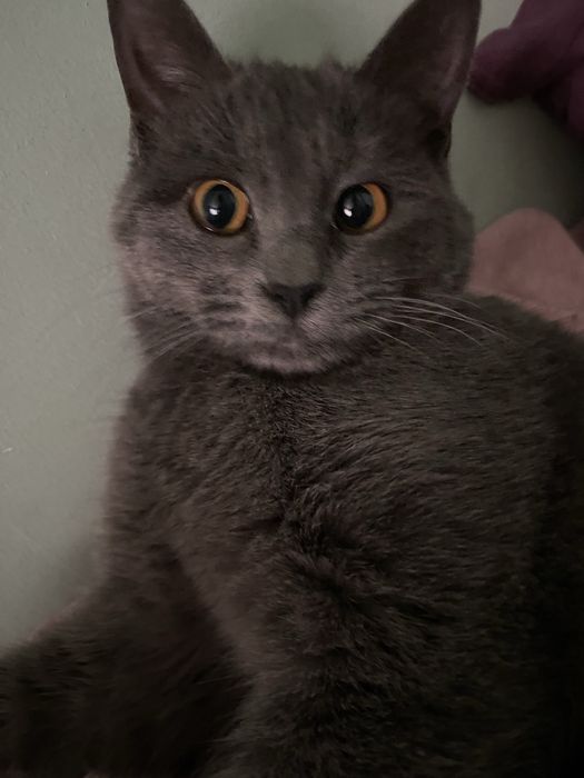 Кошка страйт недорого