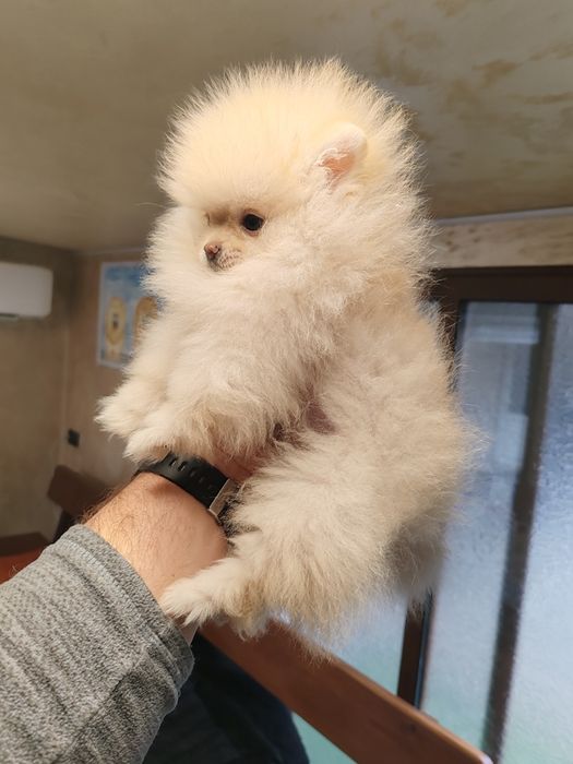 Померан мини женски.