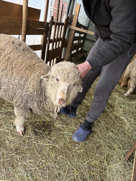 Vând mieluțe țurcane băle