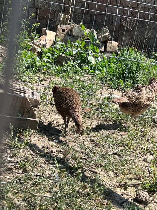 Vând familie fazani