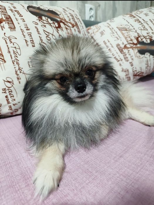 Померанский шпиц