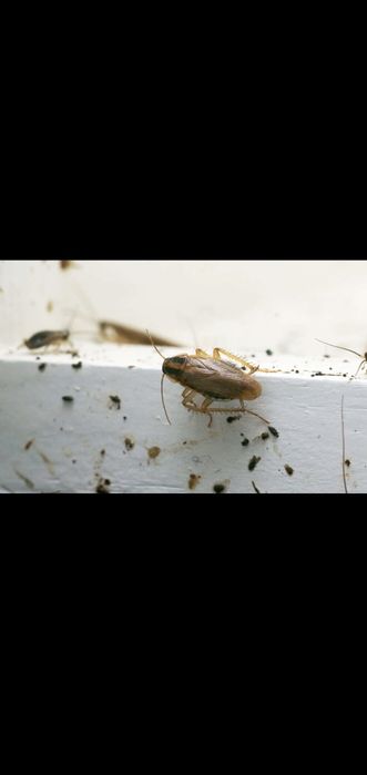 OFER Dezinfecție și Deratizare