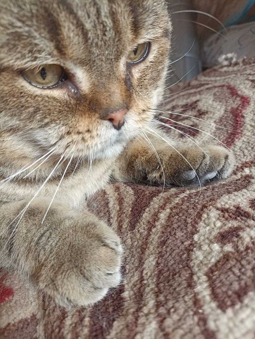 В добрые руки шотландского вислоухого