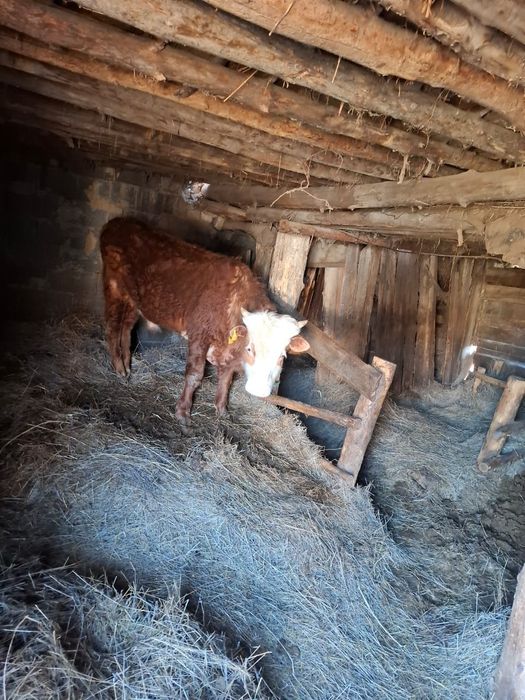 Продам 2 головки бычков