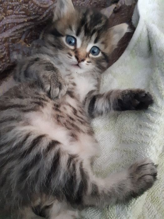 Котята  .Два мальчика и девочка.Мама британка.