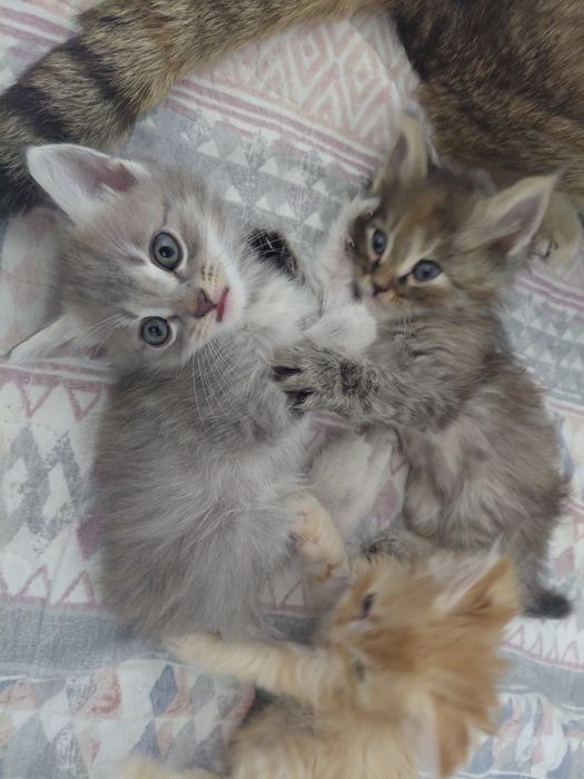 пол мейн-кун отец персидская кошка