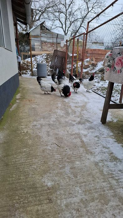 Gaini lakenvelder de vanzare