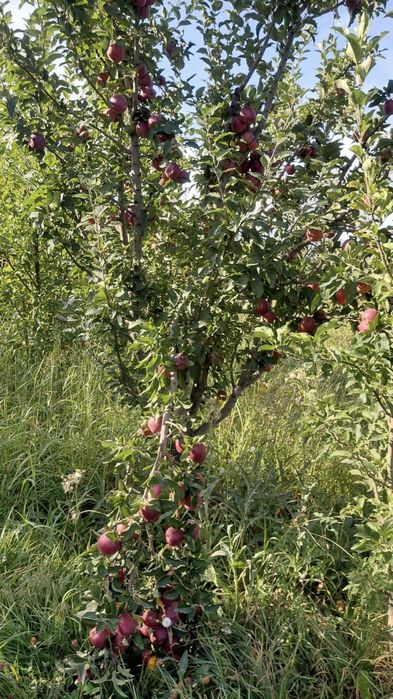 Продам золотой и американку