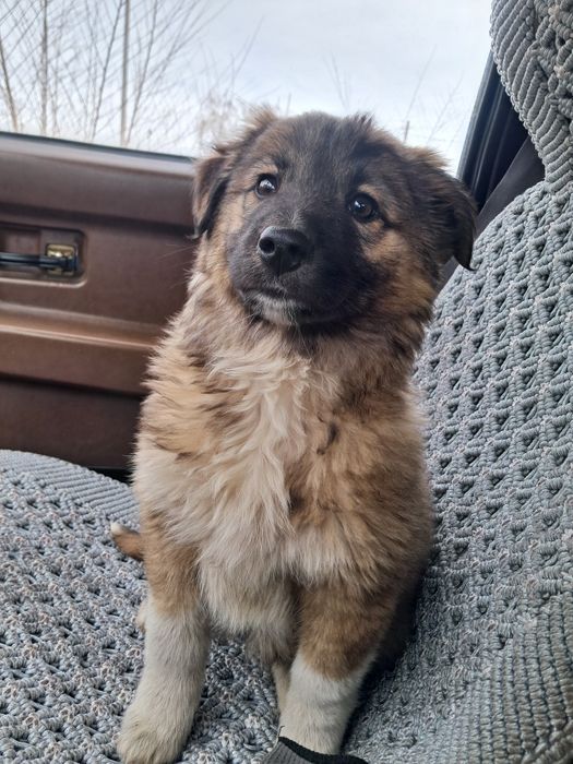 Маленький щенок ищет дом