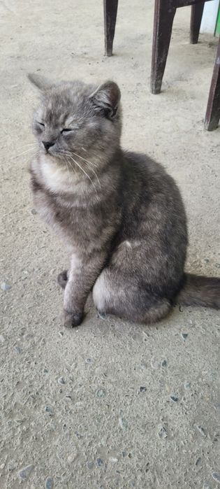 Здравствуйте Нашёлся кот, хозяева напишите