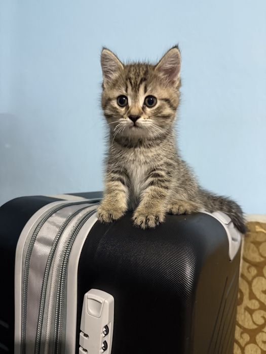 Отдам даром котят