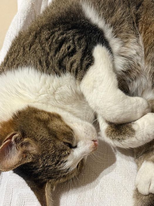 Pita, pisicuta sterilizata, aproximativ 5 ani