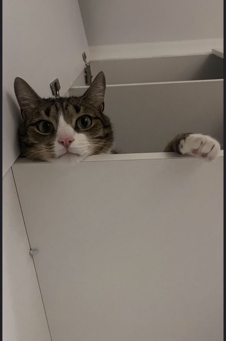 Кот в добрые руки