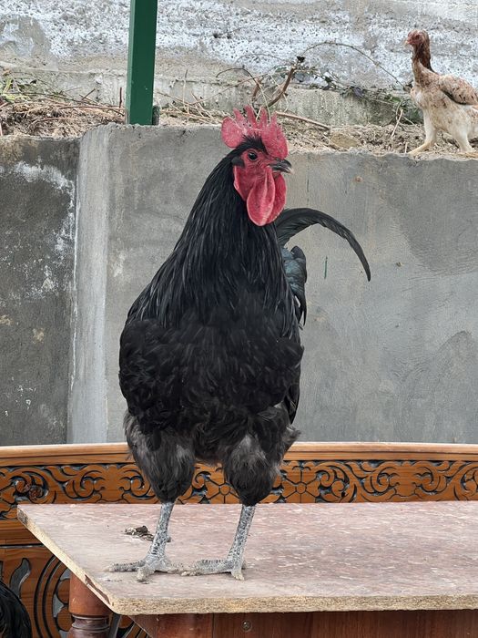 Qora ayol qora xorozlarni oladi