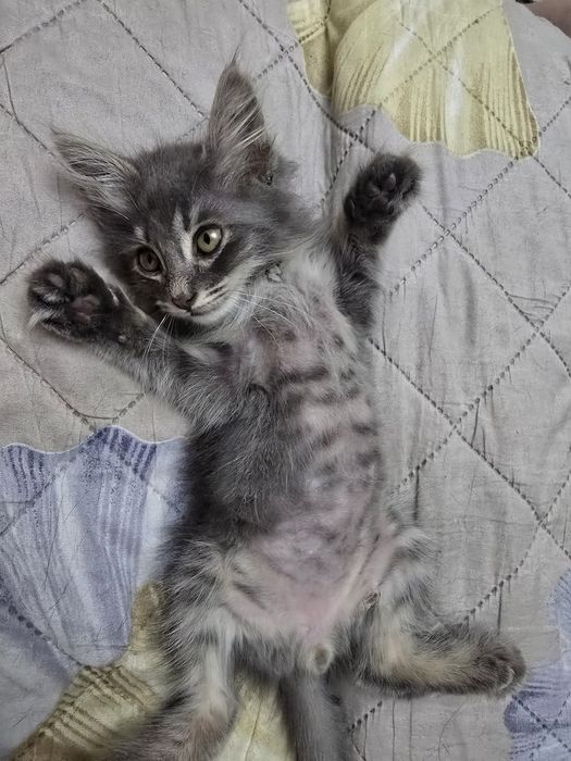 Отдам котенка в хорошие руки