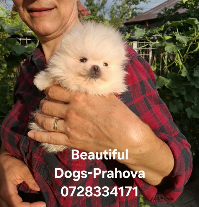 Pomeranian pui mascul