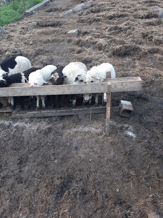Vand trei meluti și-o caprita