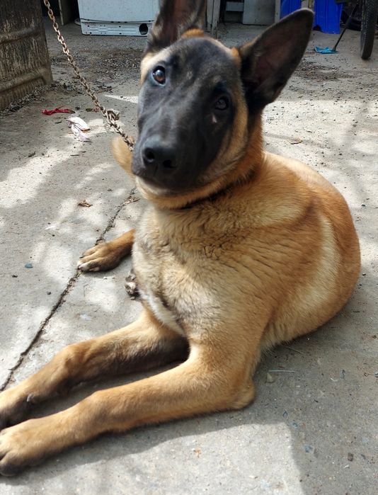 Продам бельгийскую овчарку(Малинуа)