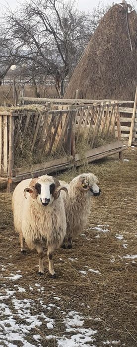 VÎND sau Schimb cu Oaie cu Miel BERBEC BREAZ MIOR.