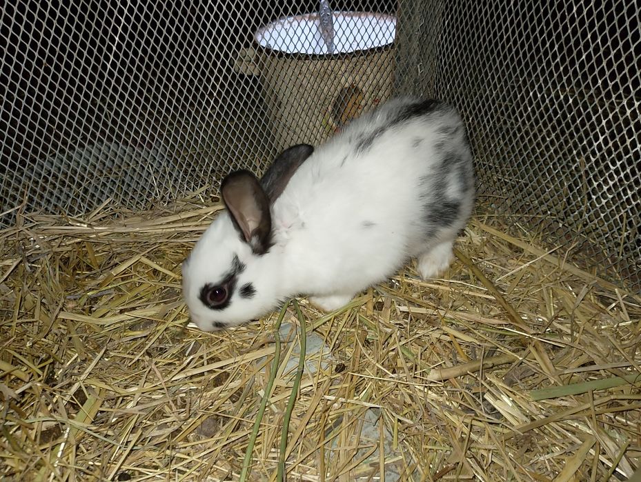 Babichka zotli quyonlar bolasi sotiladi. Dona