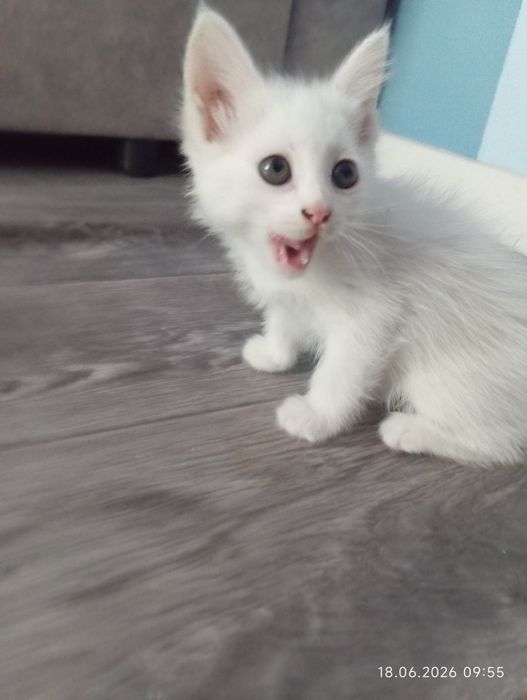 Милые котята ищут семью)
