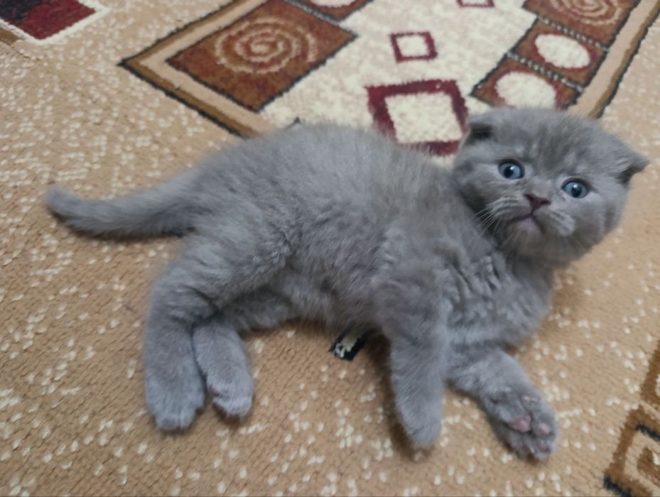 Продаются котята